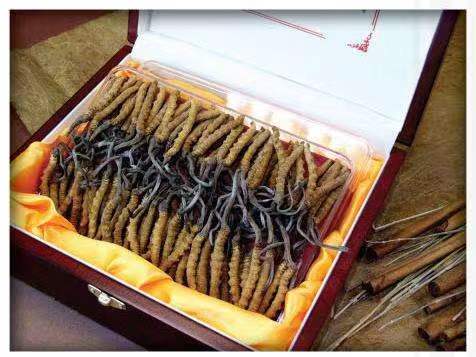 邯郸冬虫夏草回收